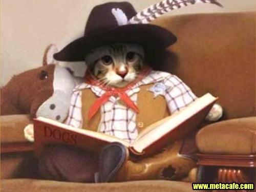 study - cat studying