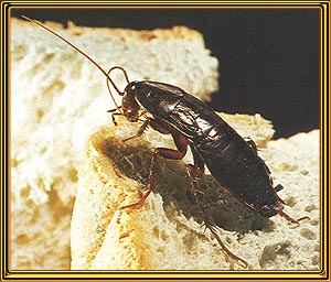 Cockroach - One of my bigger fear