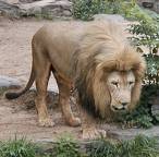 lion - lion king of jungle