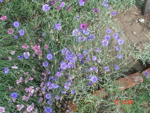 flower show - It is a scene of flower show.