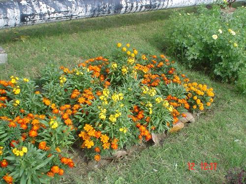 flower show. - It is a scene of flower show.