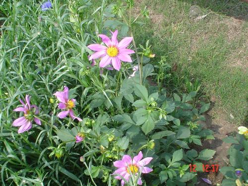 flower show - It is a scene of flower show.