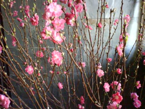 Flowers to Enhance Luck - Red colour flowers