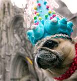 birthday dog - birthday dog