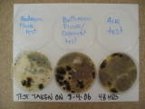 mold - mold