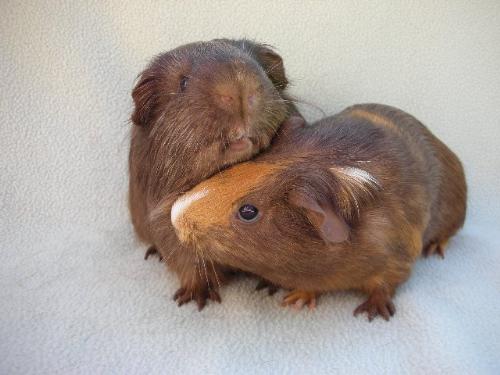 The Mom and Dad I'm Fostering - Aren't they cute?