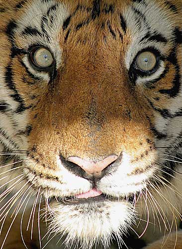 tiger - TIGER dangerous??? photo