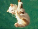 Cat - Picture of a Cat