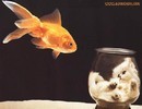 Fish - A picture of a Fish