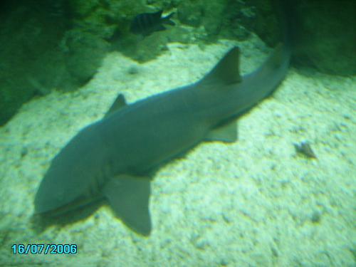 my life - la mia vita l'acquario