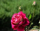 Rose Flower - Picture of a Rose