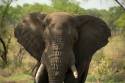 Elephants are dying. - Do you love animals?
