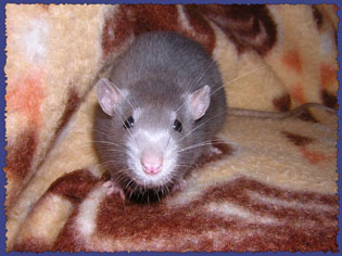 Ghost..a Dumbo Rat - This is Ghost my first dumbo rat at 6 mos old.