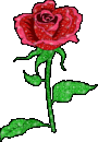 rose - red rose picture with glitters
