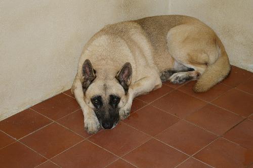 My Akita - This is my favorite Dog and it is so loving.
