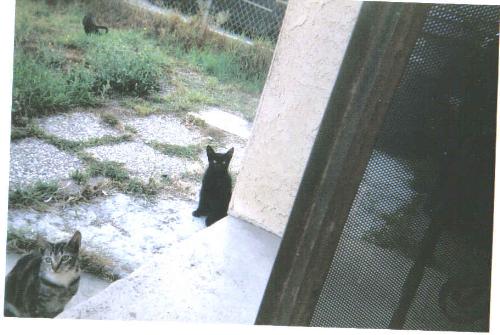 chuckles and blackie - two feral kittens in our front yard.  Chuckles is the gray one.  He was found dead on the side of the street by a neighbor a few weeks ago.