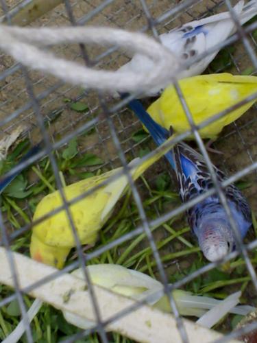 beauty is in the eyes ... - australian love birds beautiful right .... ? beauty is in the eyes ... - australian love birds beautiful right .... ?