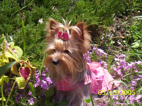Amber - My furbaby