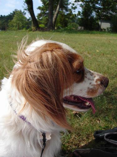 Daisy - My gorgeous dog! She's a Springer Spaniel mixed with something else. We don't know who the Daddy is ;)