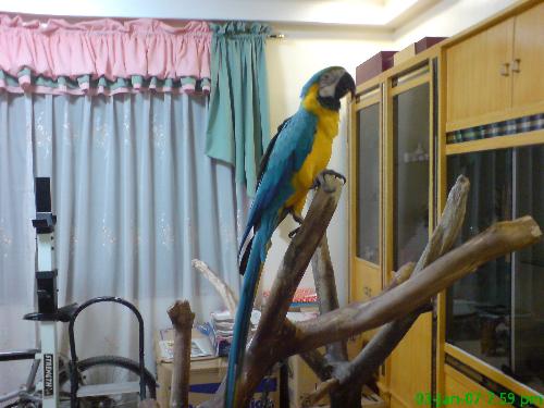 Miko - my blue and gold macaw miko