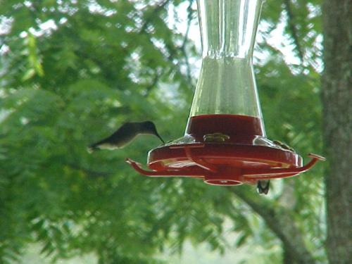 hummer - hummer