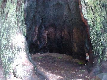 Big Basin Park - Big Basin Park