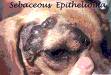sebacios gland tumor in dog - tumor in dog
