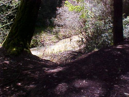 Big Basin,  California - Big Basin,  California