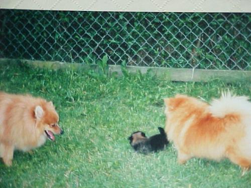 Pomeranians - Pomeranians