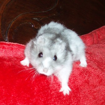 Spirit my hamster - That's Spirit my hamster. I think it's 2 months old. On the picture, it was trying to go down : it likes to climb everything it find but go down is more difficult !