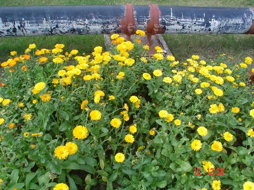 Flower show - It is a scene of flower show. Flower show - It is a scene of flower show.