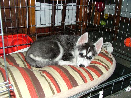 Tara - Tara taking over Kai's bed. She has a way to go to fill Kai's bed but she is getting there. If he's not careful he will have to look elsewhere to curl up for his nap!