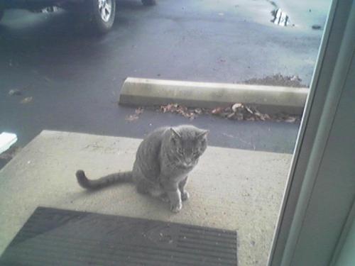 Cats - This is a picture of my neighbors cat Sam. He was a stray cat for a while but my neighbor took him in and takes care of him. He is so adorable and always comes up to me to be rubbed and petted.