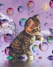 Cat and Colours  - Cats