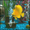 Bubbles - The guy from finding nemo :D