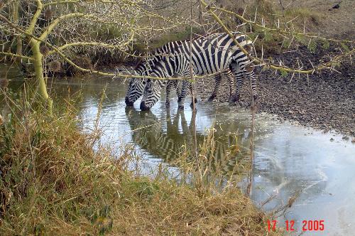 zebra in the serengeti national park - zebra at a water hole in the serengeti national park tanzania.