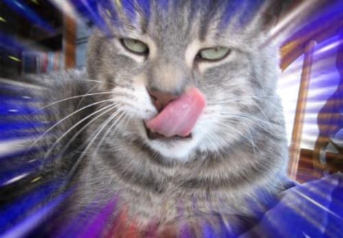 My cat - Taken with a Canon Power Shot A530 and "doctored" with PhotoImpact Pro. My cat - Taken with a Canon Power Shot A530 and "doctored" with PhotoImpact Pro.