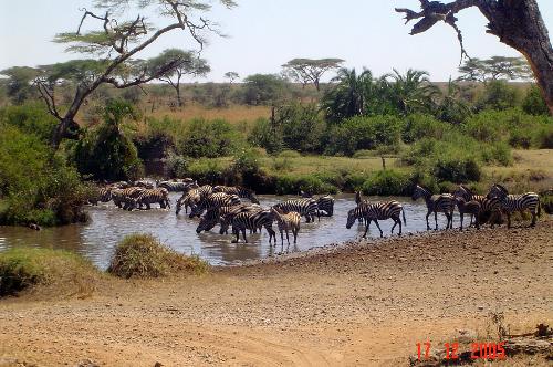 zebra - zebra in the serengeti national park tanzania