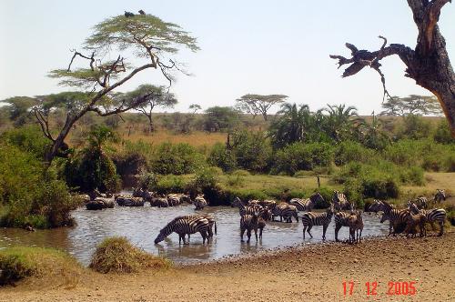 zebra - serengeti national park
