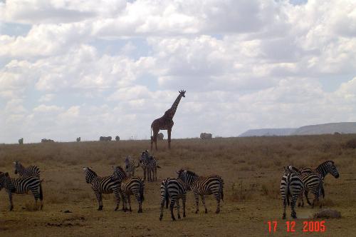living in perfect harmony - in the serengeti national park.