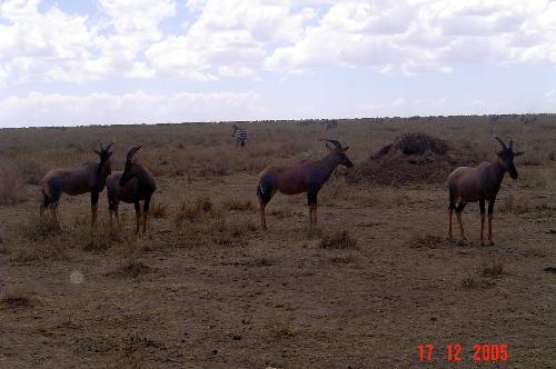 kojpes - serengeti kojpes