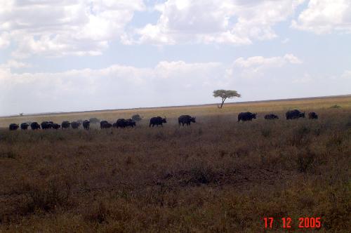 time for a drink - to the water hole
