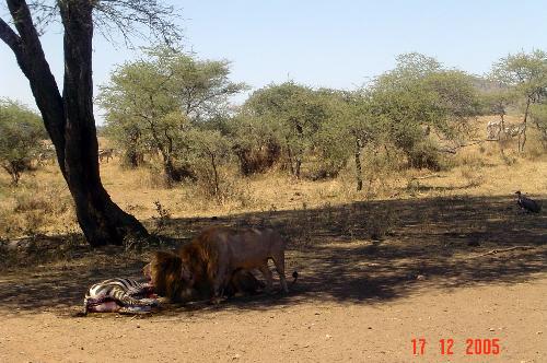 lion kill - lion kill in the serengeti national park