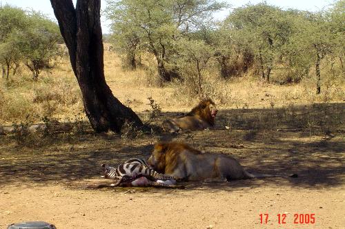 lion kill - in the serengeti