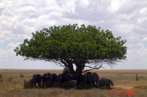 african elephants - seeking shade from the hot african sun under the only tree within within miles in the serengeti