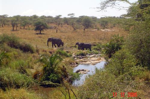 elephants - in the serengeti national park
