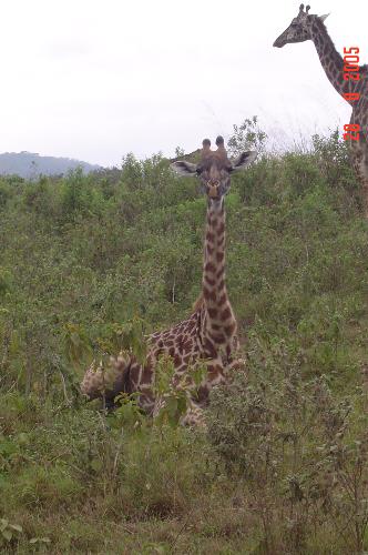 baby giraffe  - in the arusha national park tanzania