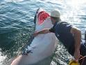 Man Vs Shark - Australian man attacks sea predator