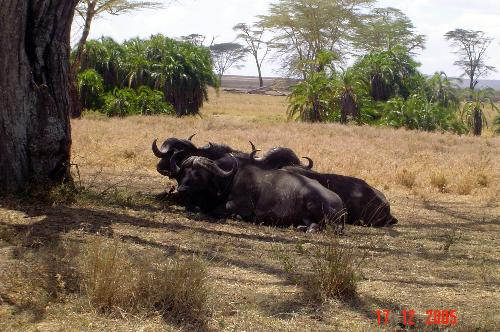 african buffalo - in the serengeti national park
