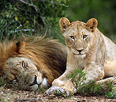 lions in the serengeti - what a lovely pair